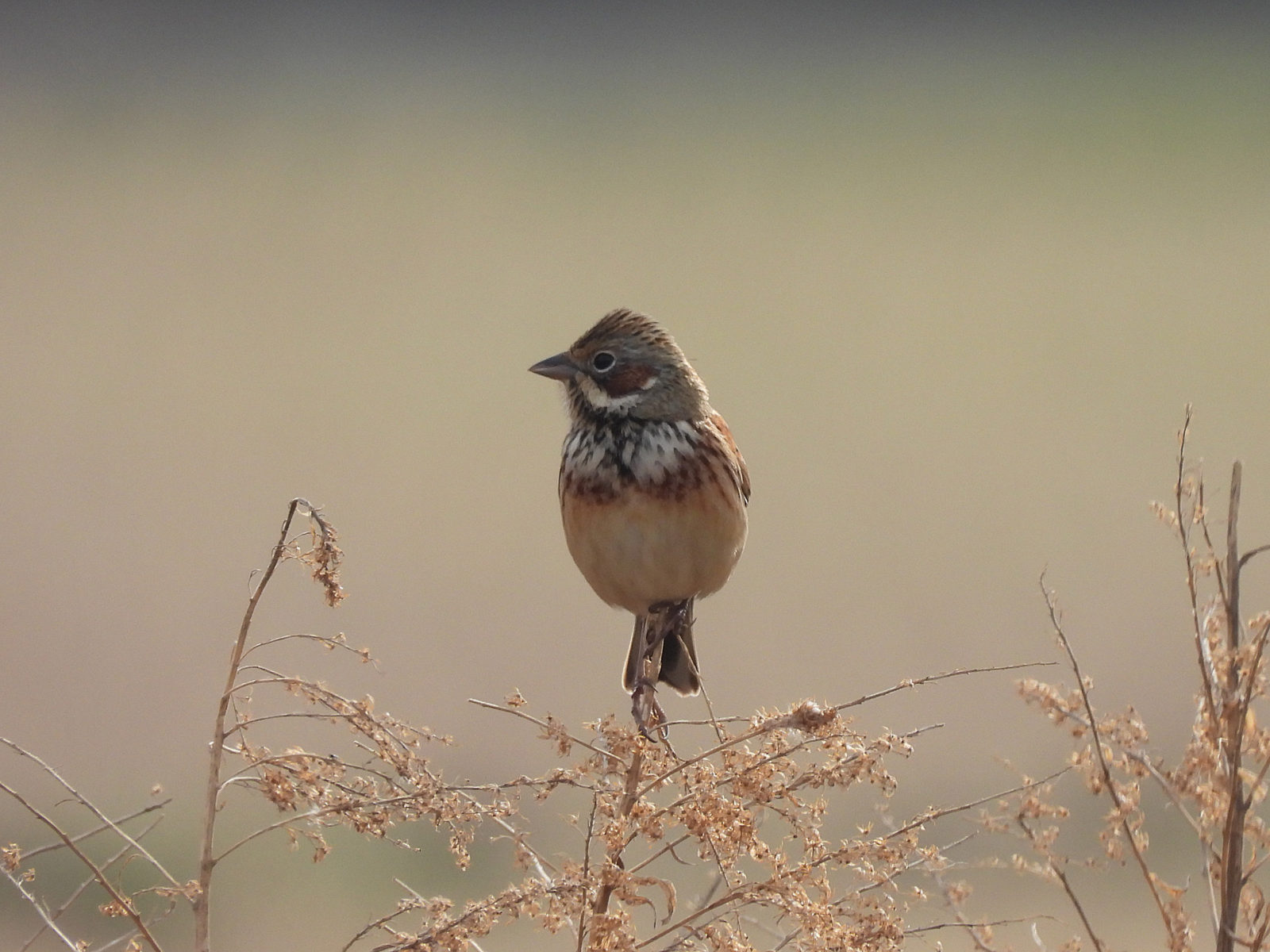 ホオアカ草の上左向き