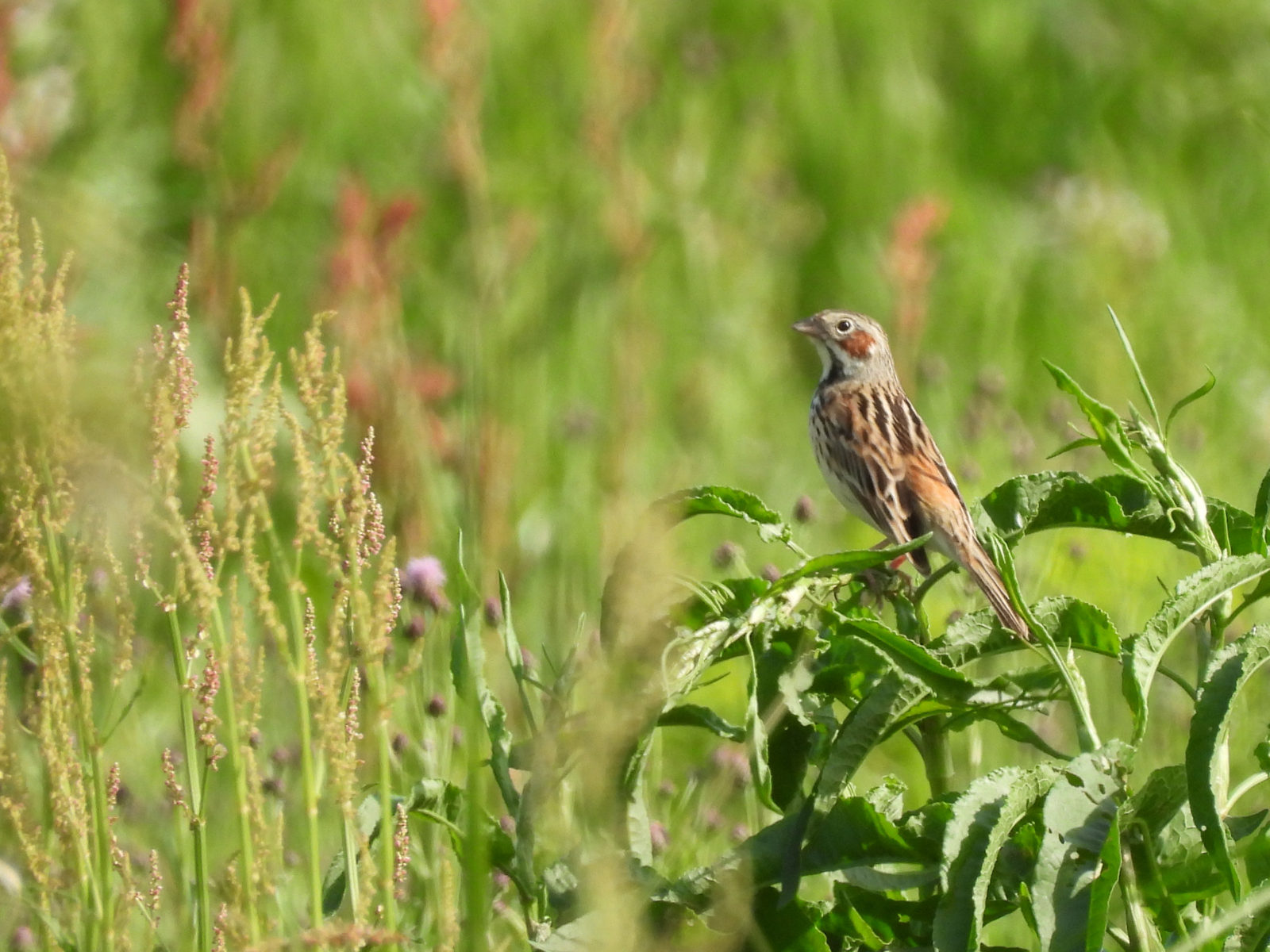 ホオアカメイン