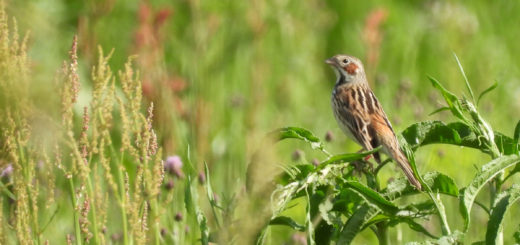 ホオアカメイン