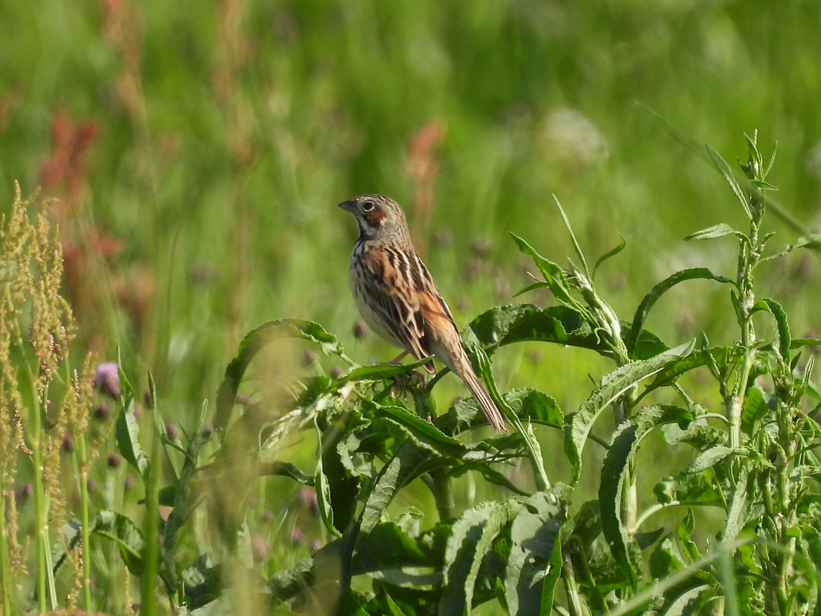 ホオアカ左向き
