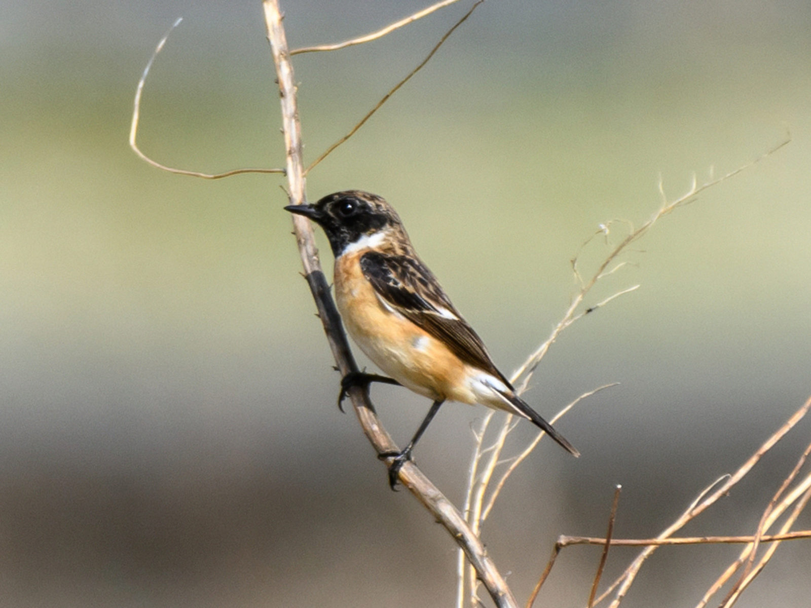 ノビタキ雄左向き