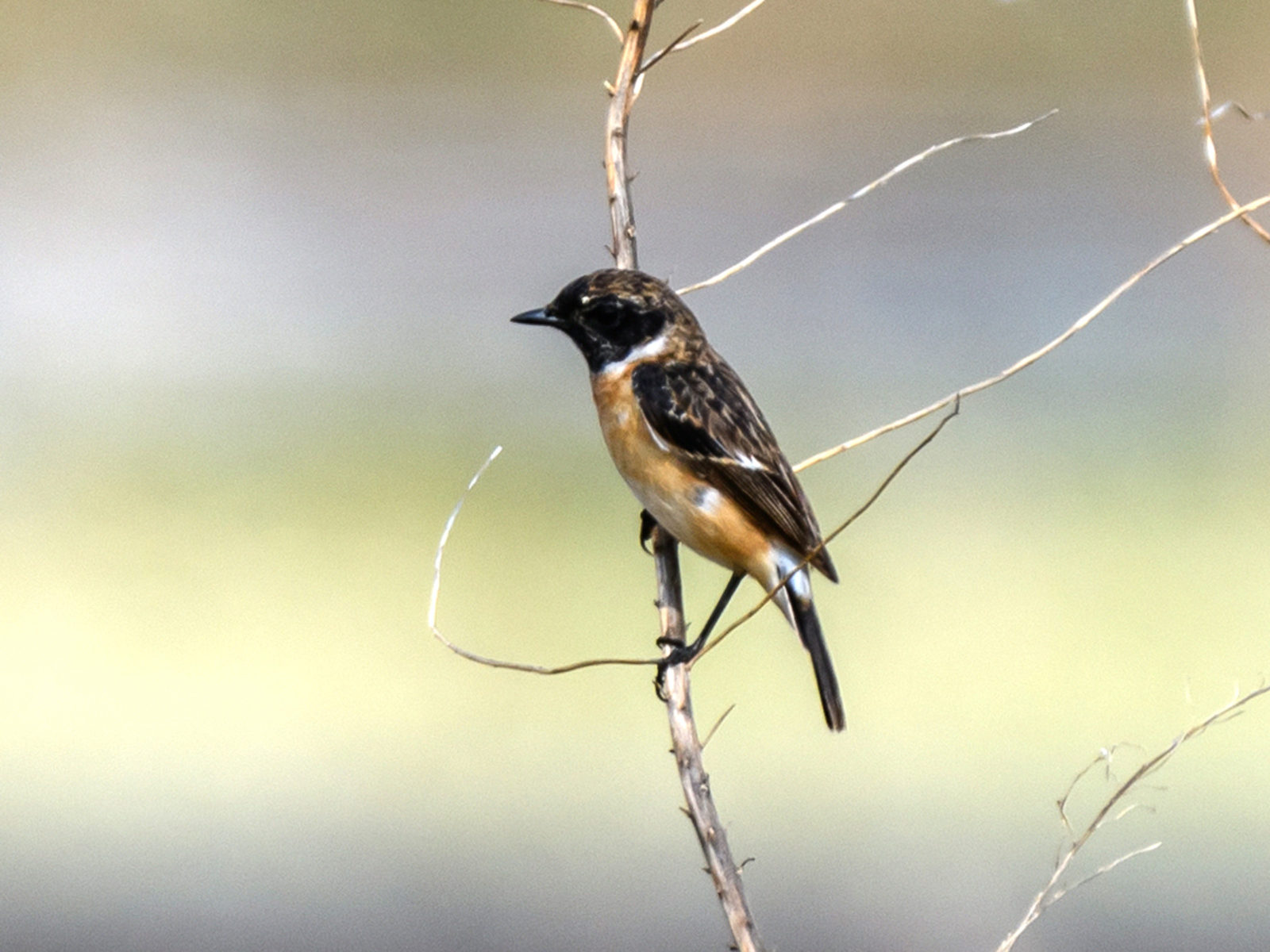 ノビタキ雄左向き