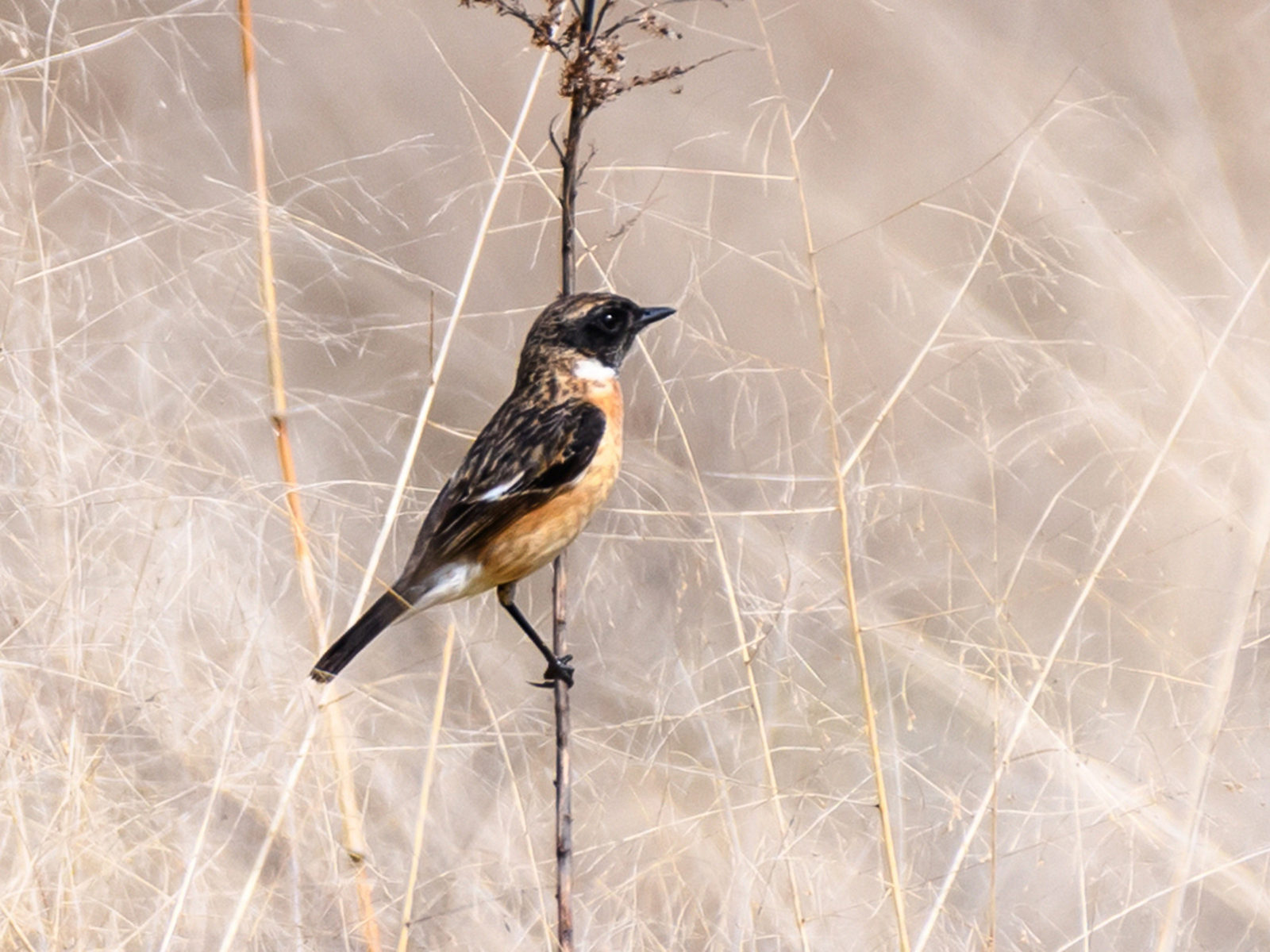 ノビタキ雄右向き