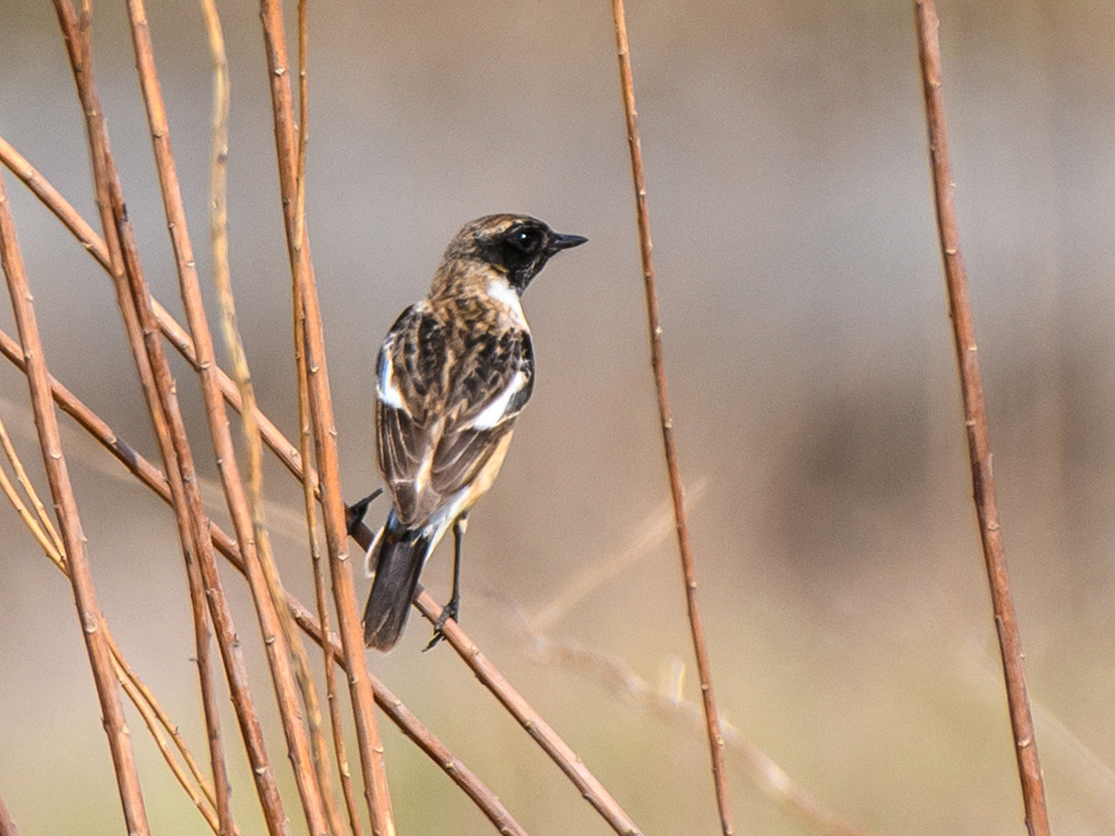 ノビタキ雄右後向き