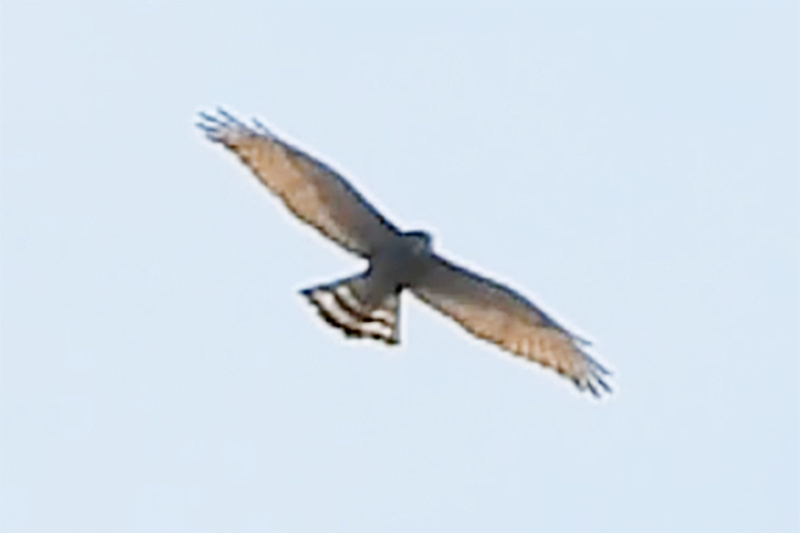 サシバアップトリミング加工