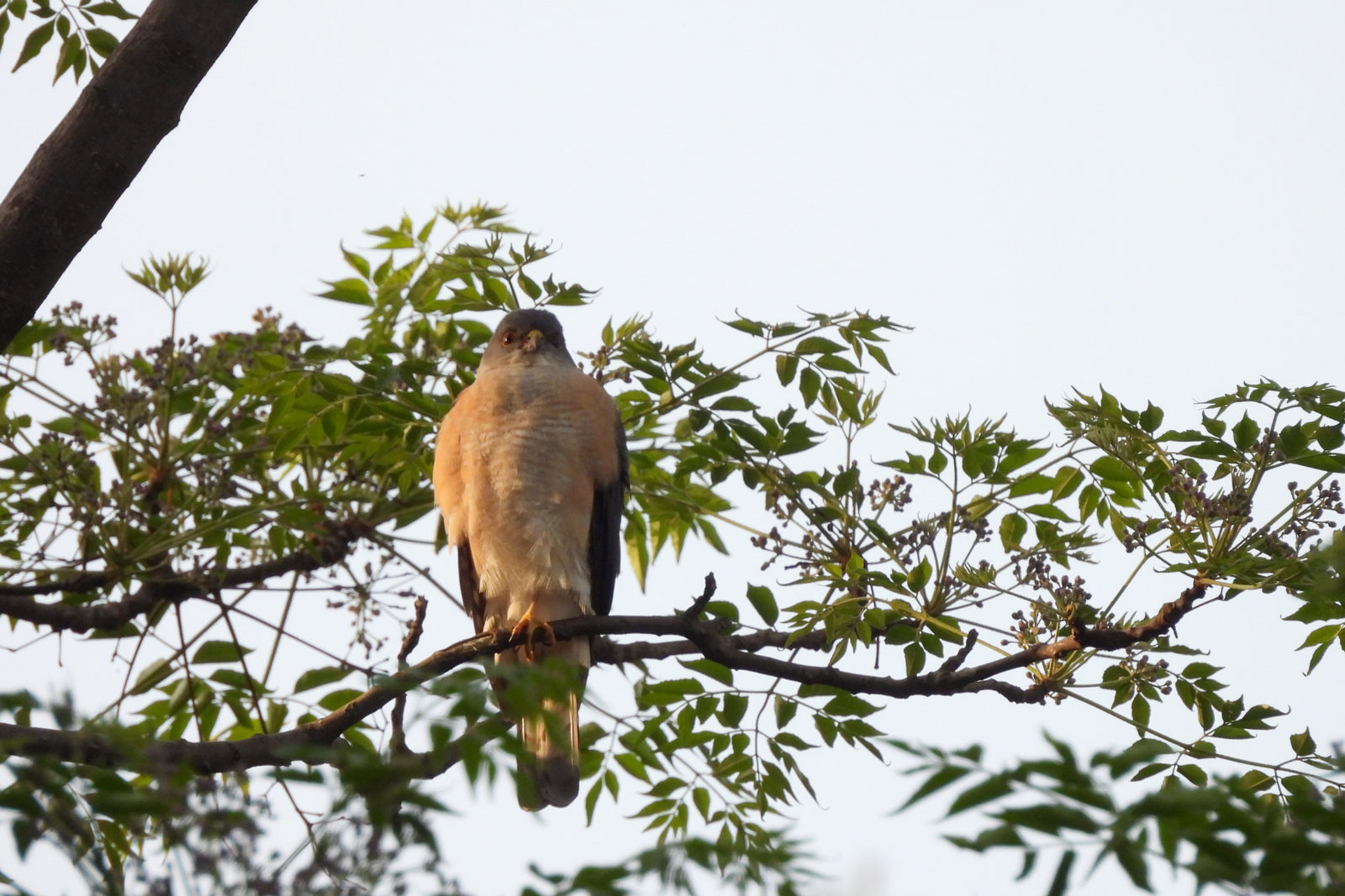ツミ雄別日撮影