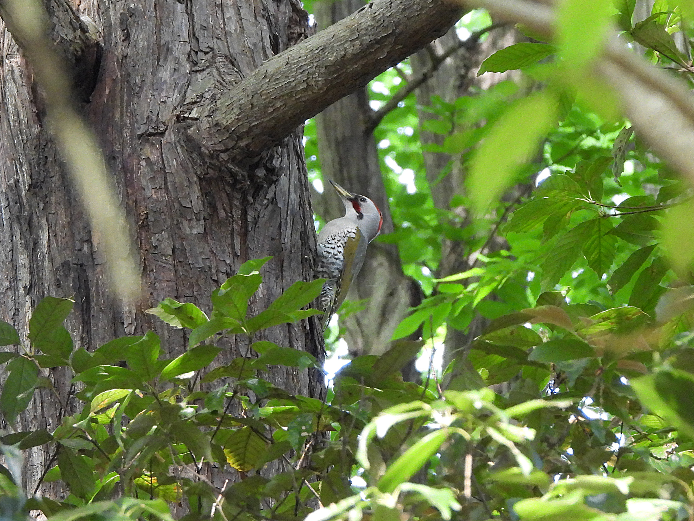 アオゲラ　アイキャッチ