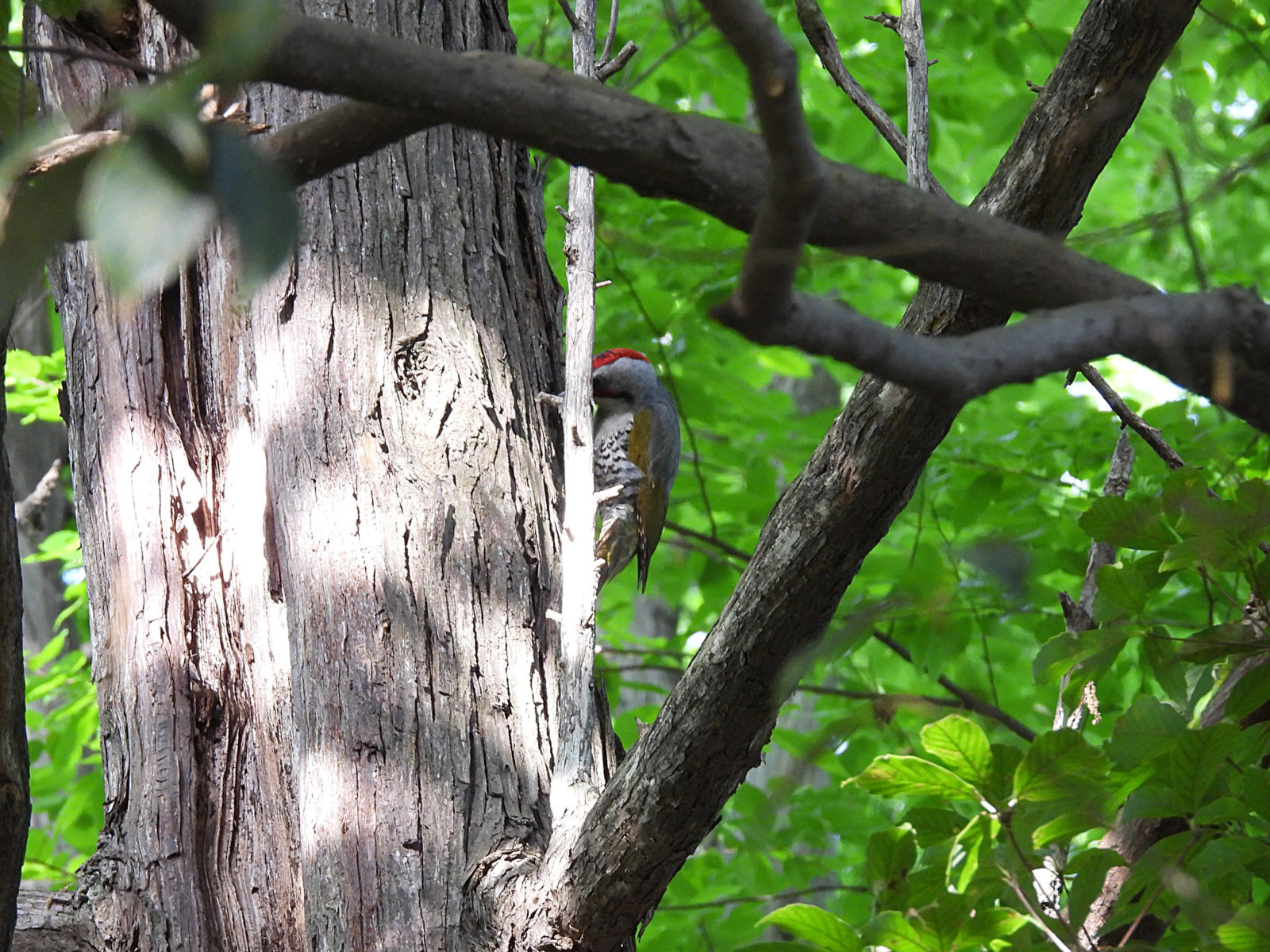アオゲラ木を突く
