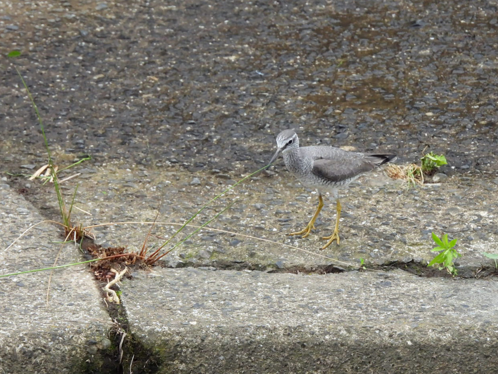 キアシシギ左向き