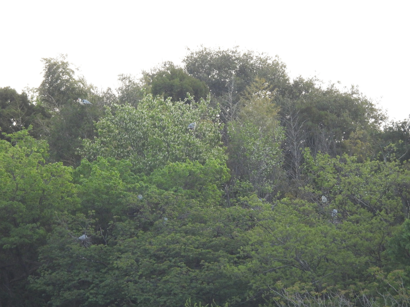 アオサギコロニー