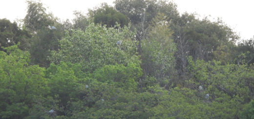 アオサギコロニー