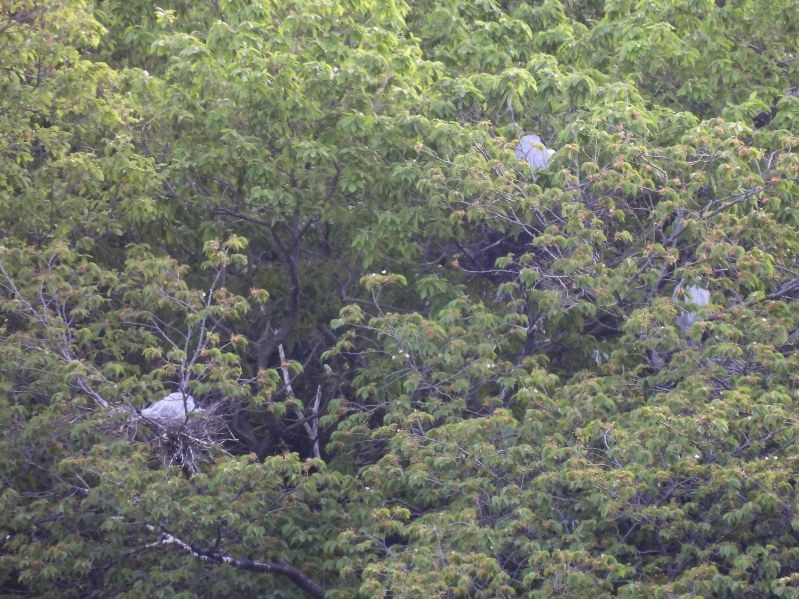 アオサギコロニー