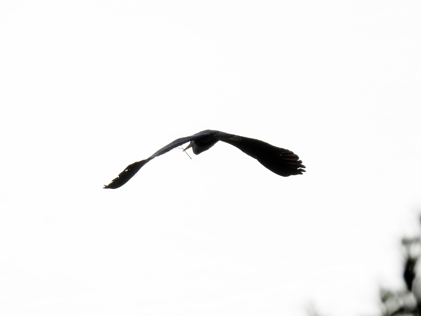 アオサギ巣材を集める