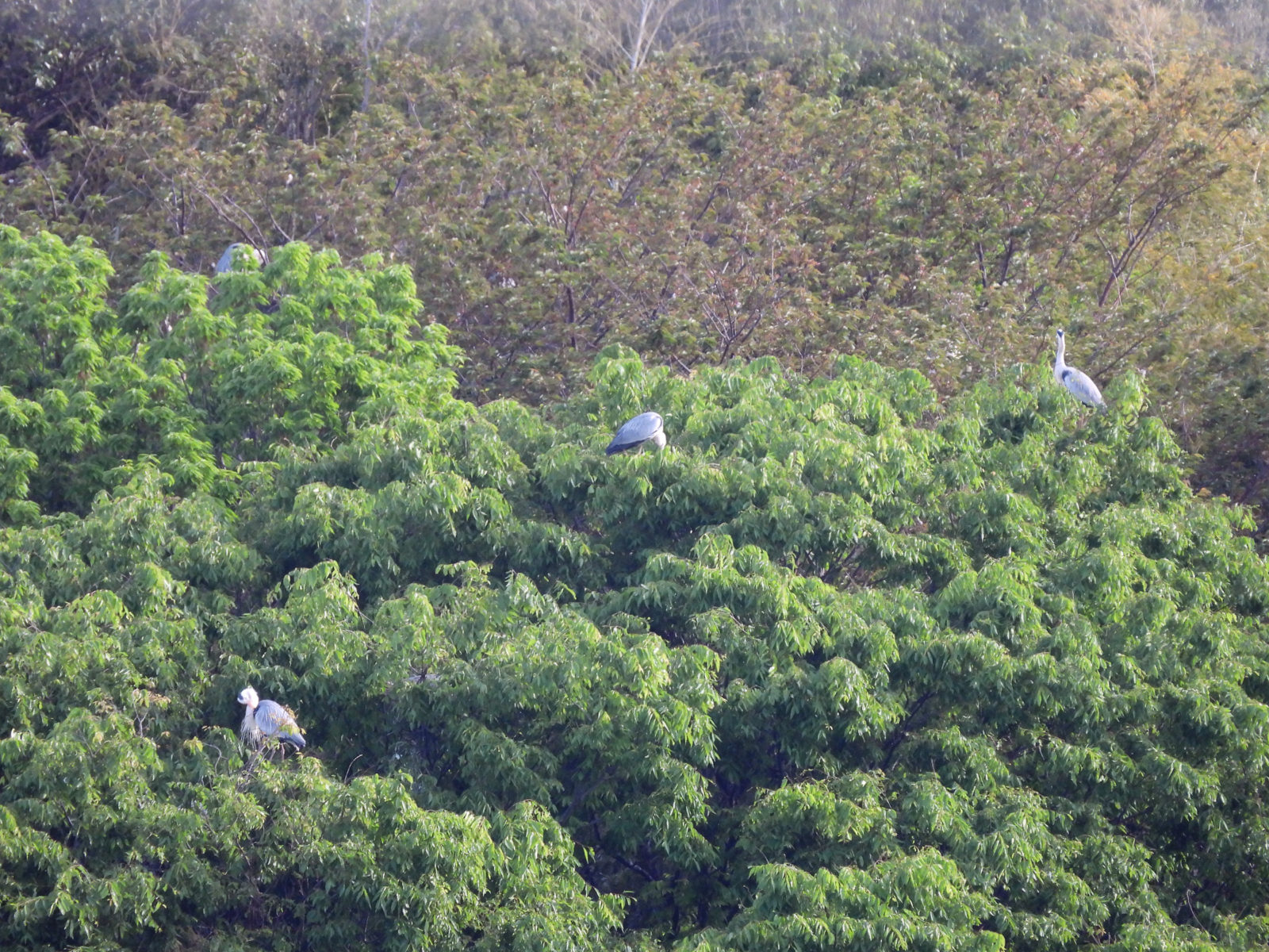 アオサギコロニー