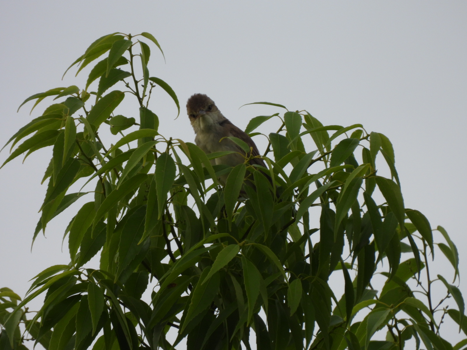 オオヨシキリ正面