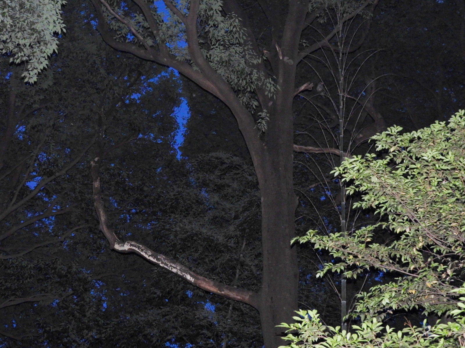 夜の森右にフクロウ