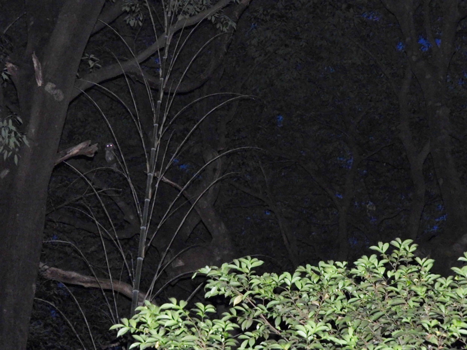 夜の森左にフクロウ