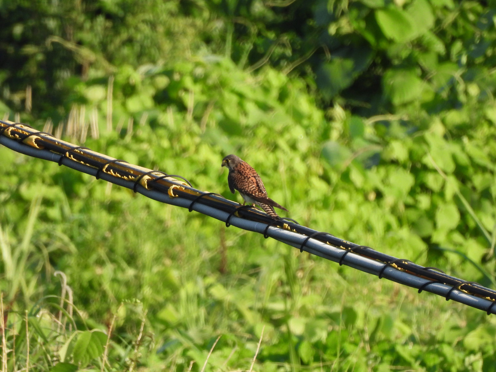 チョウゲンボウ背中