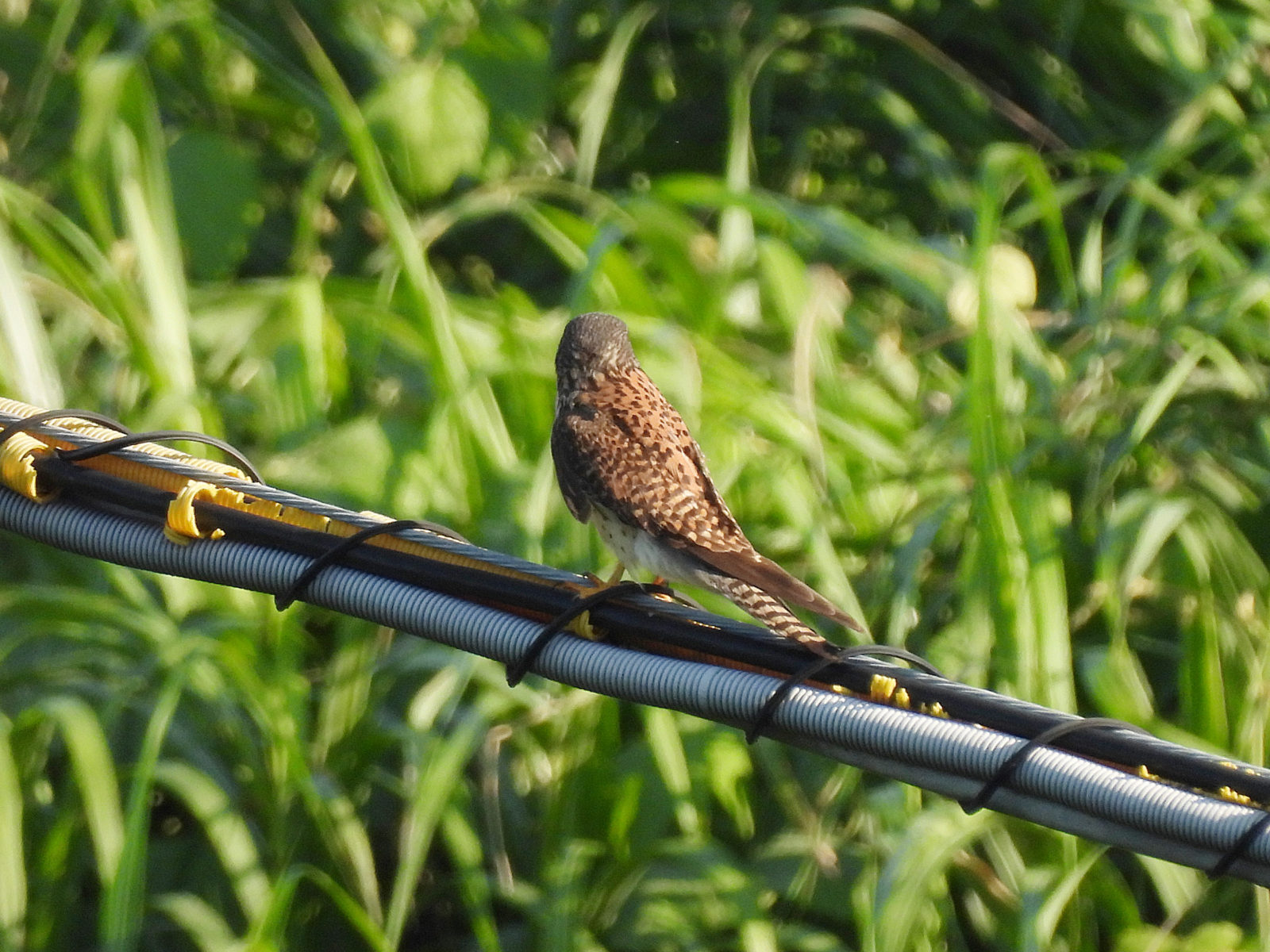 チョウゲンボウ背中