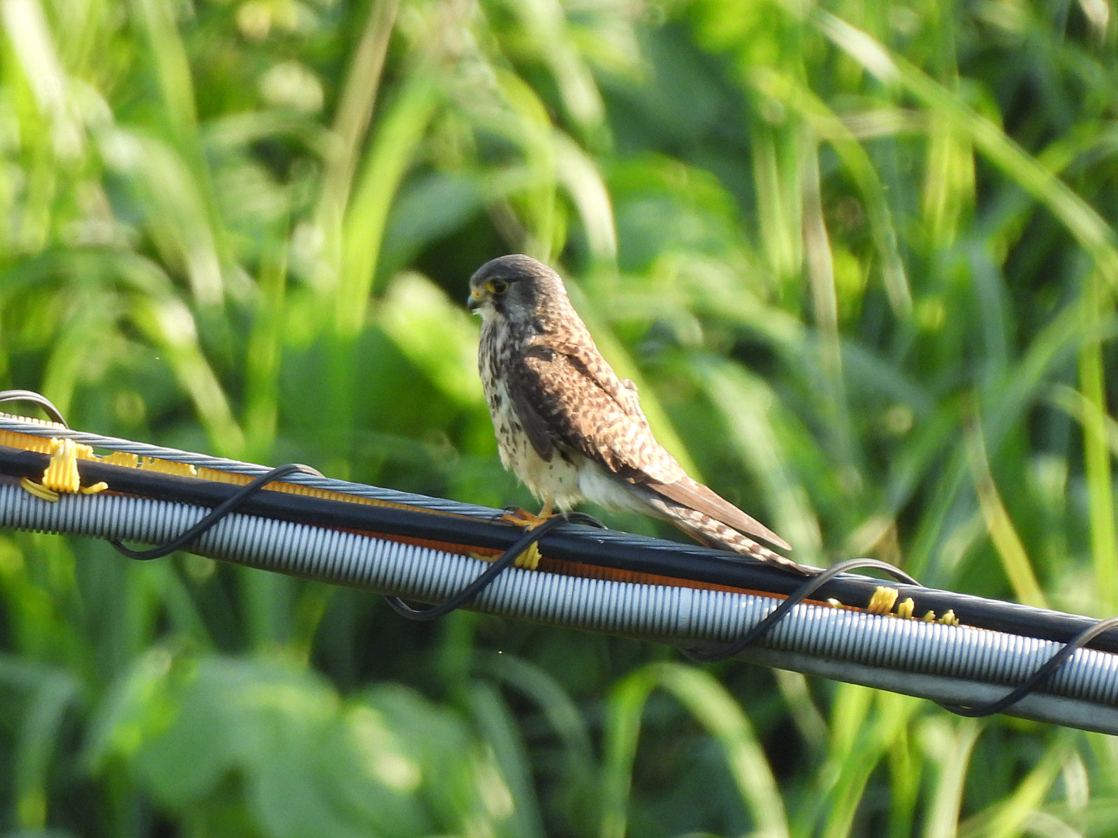 チョウゲンボウ横向き