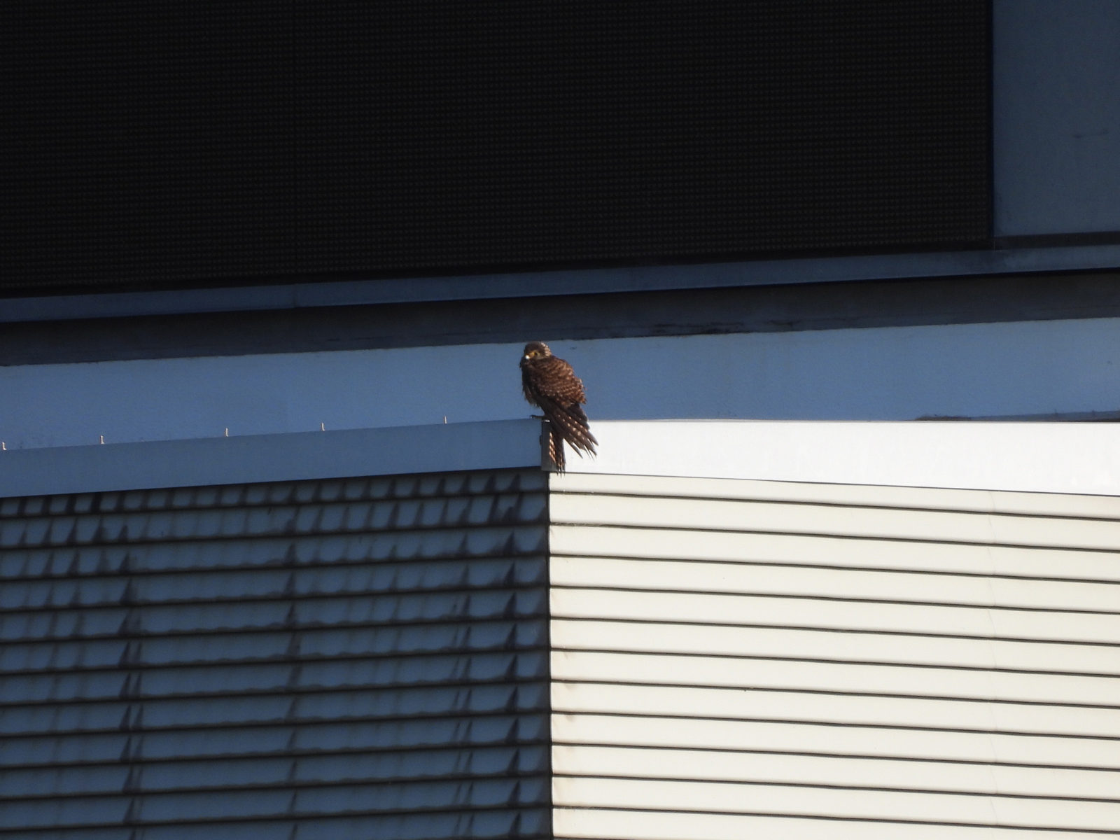 チョウゲンボウ別個体？