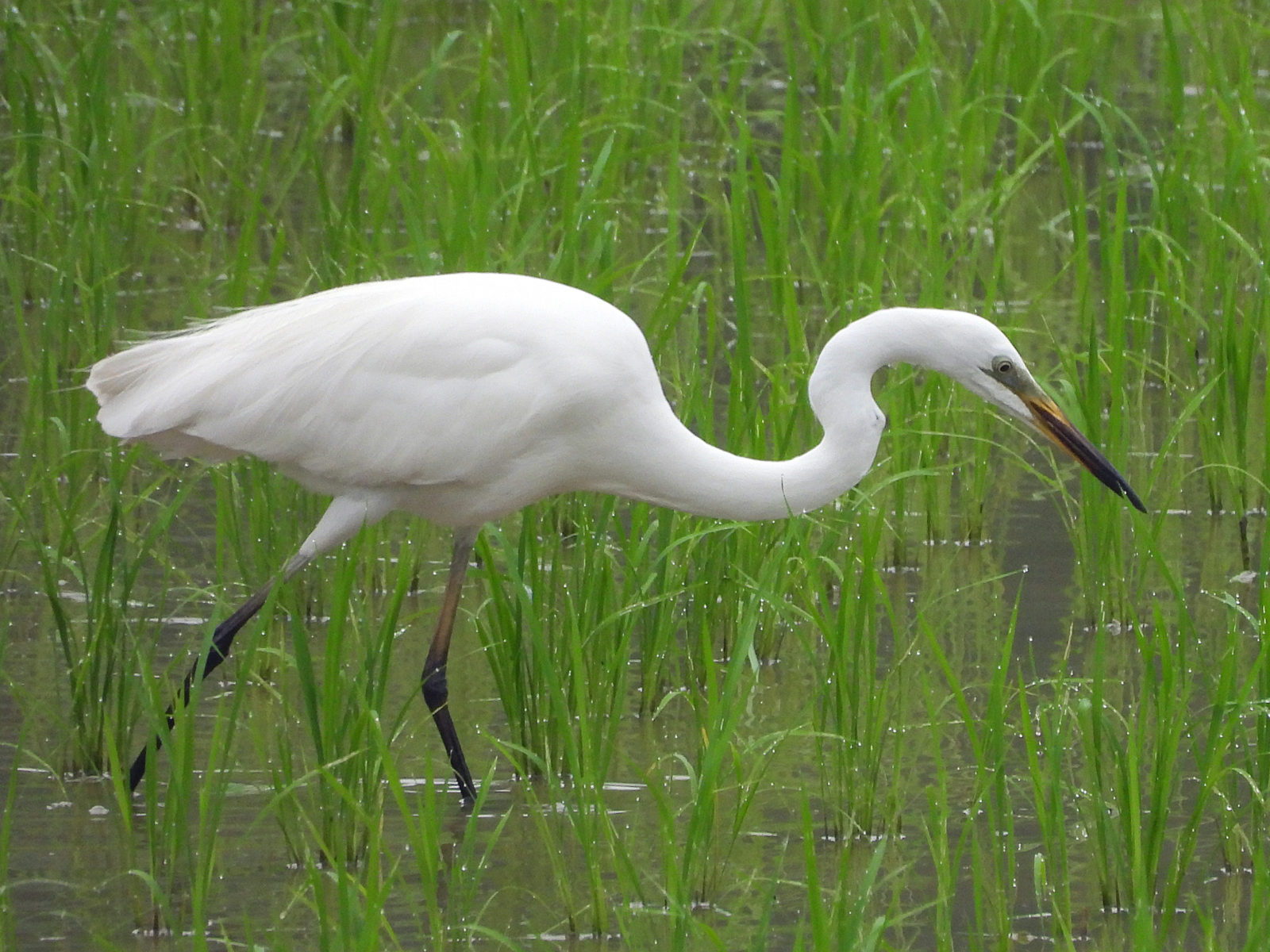 亜種チュウダイサギ