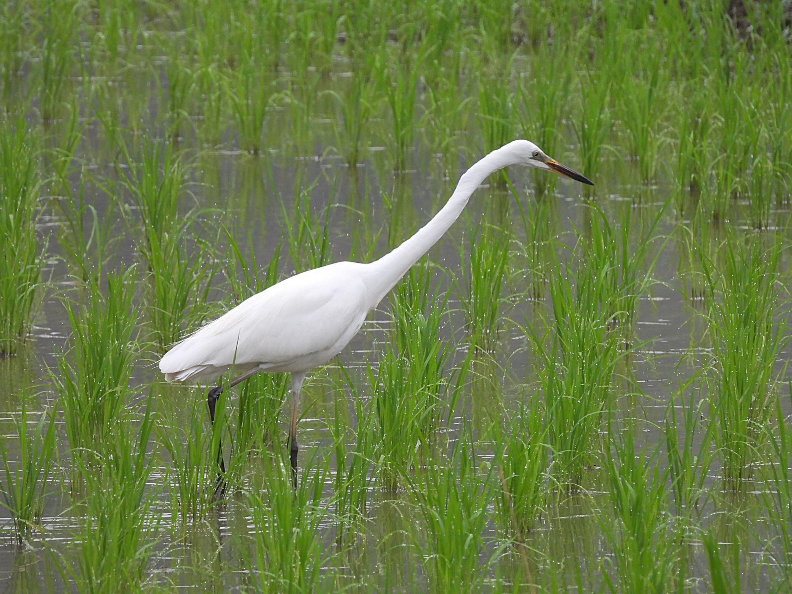 亜種チュウダイサギ首が長い