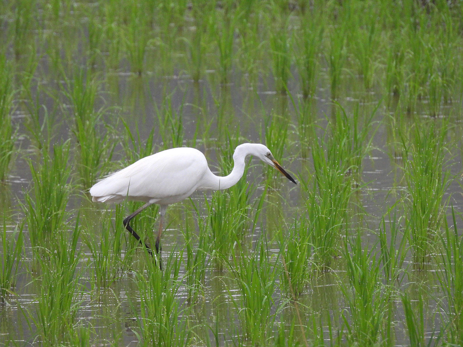 亜種チュウダイサギ