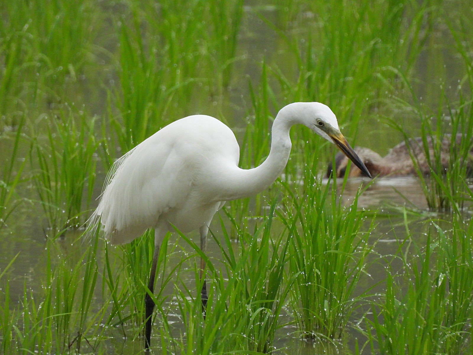 亜種チュウダイサギ