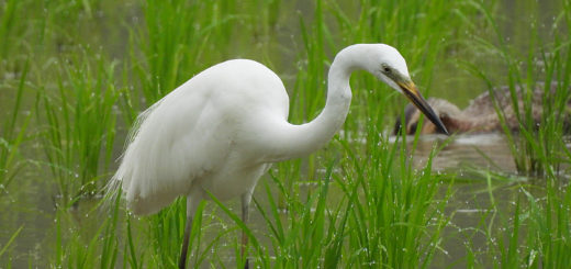 亜種チュウダイサギ