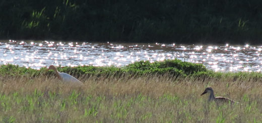 アマサギスマホ