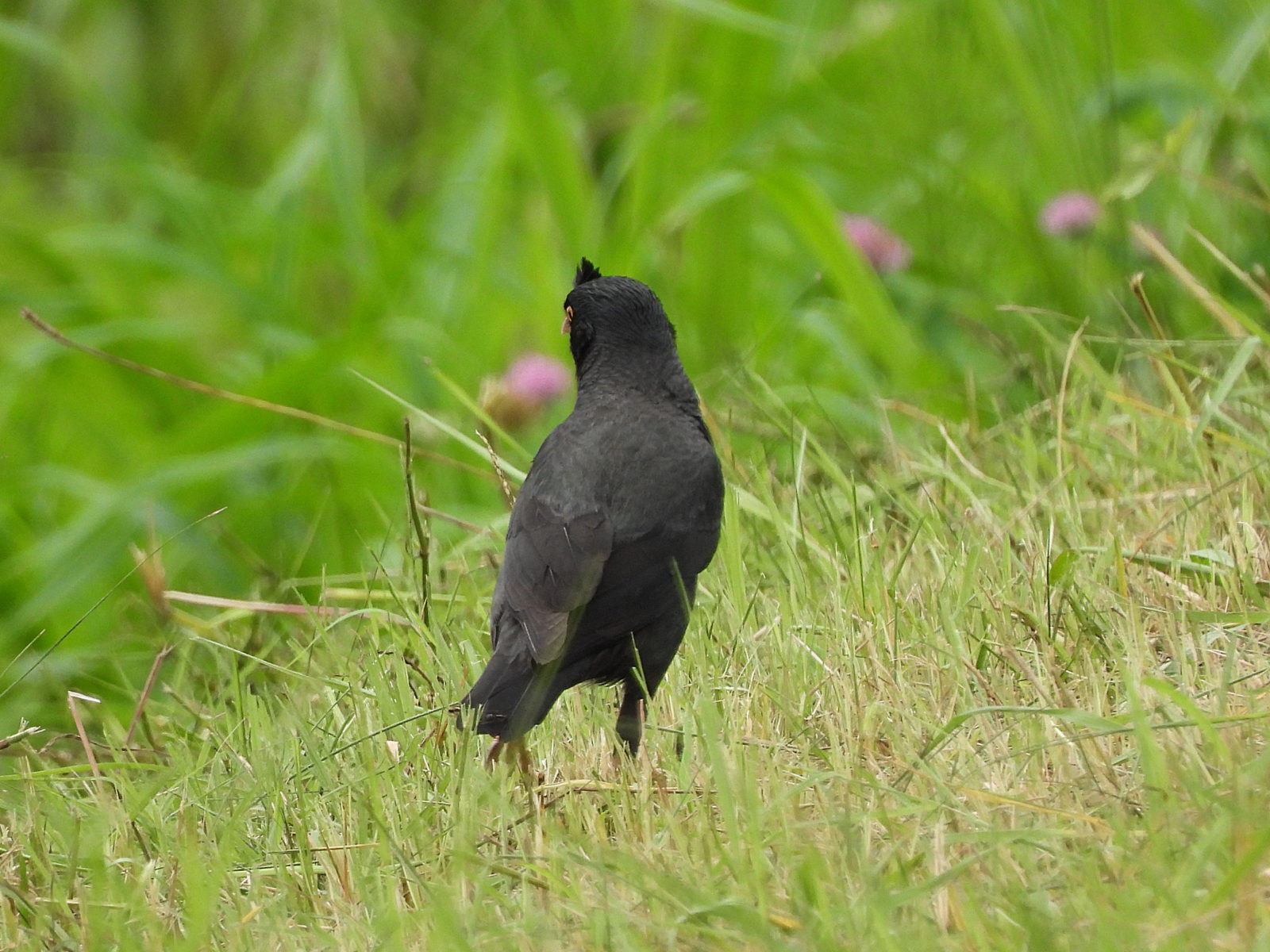 ハッカチョウ後ろ
