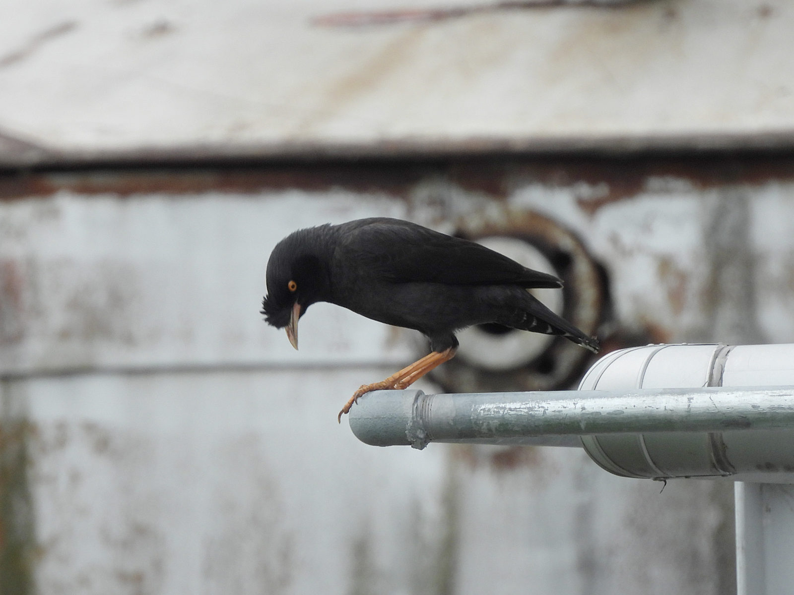 ハッカチョウ下を見る