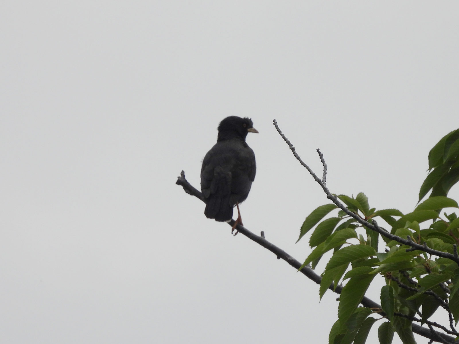 ハッカチョウ枝の上