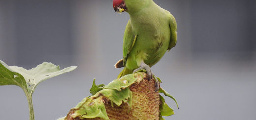 ワカケホンセイインコ左向き
