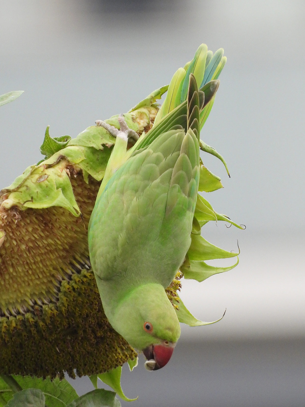 ワカケホンセイインコ下向き