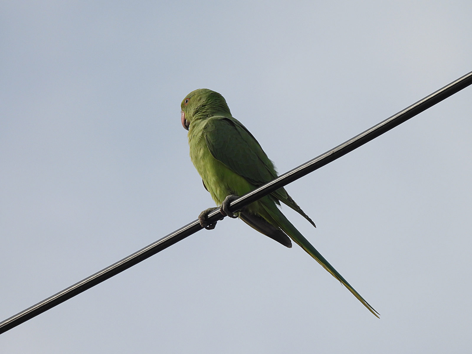 2024年07月29日ワカケホンセイインコ
