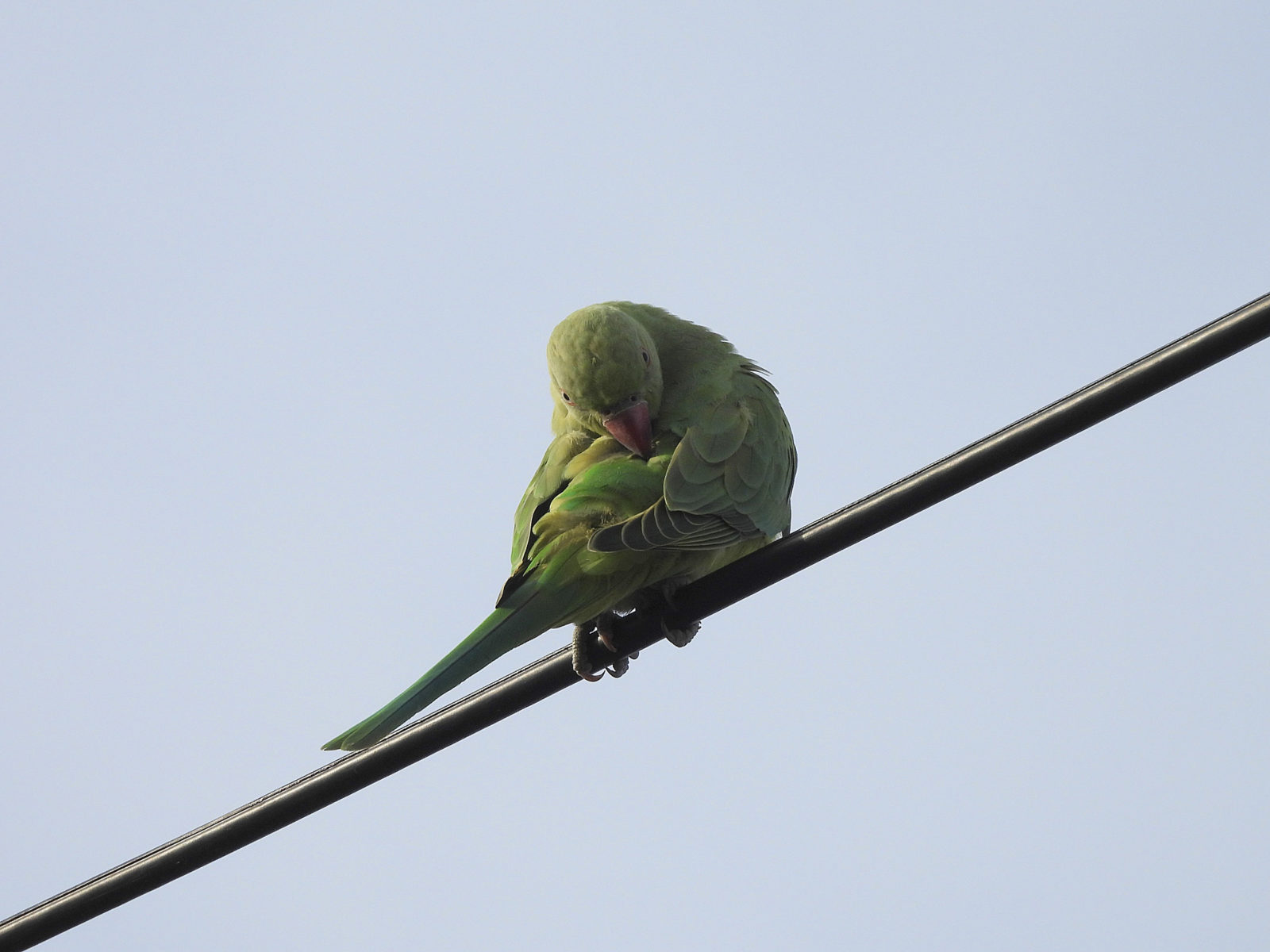 2024年07月29日ワカケホンセイインコ