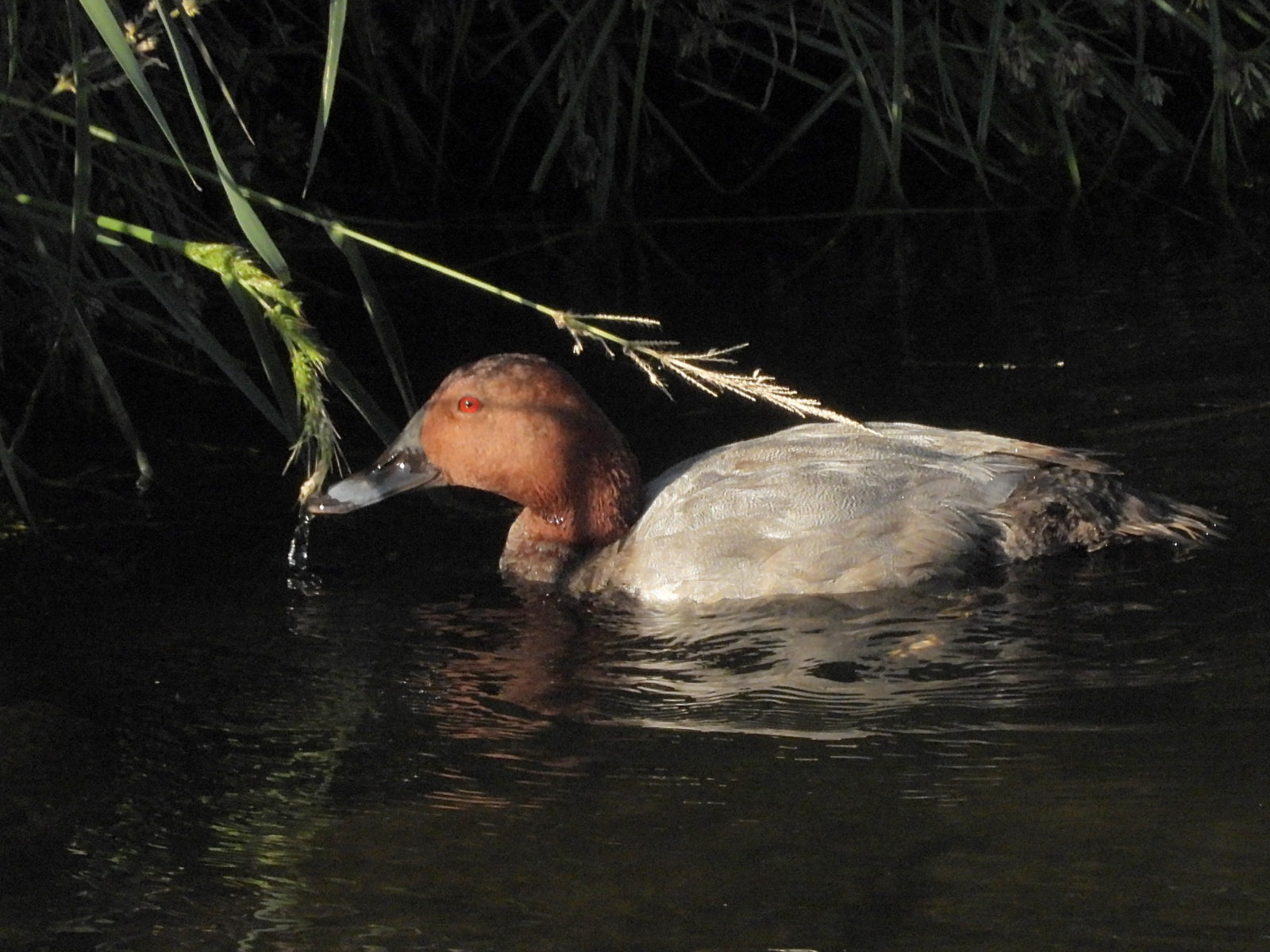 ホシハジロ雄左向き
