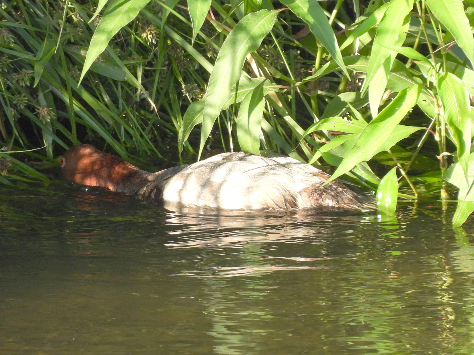ホシハジロ雄採餌