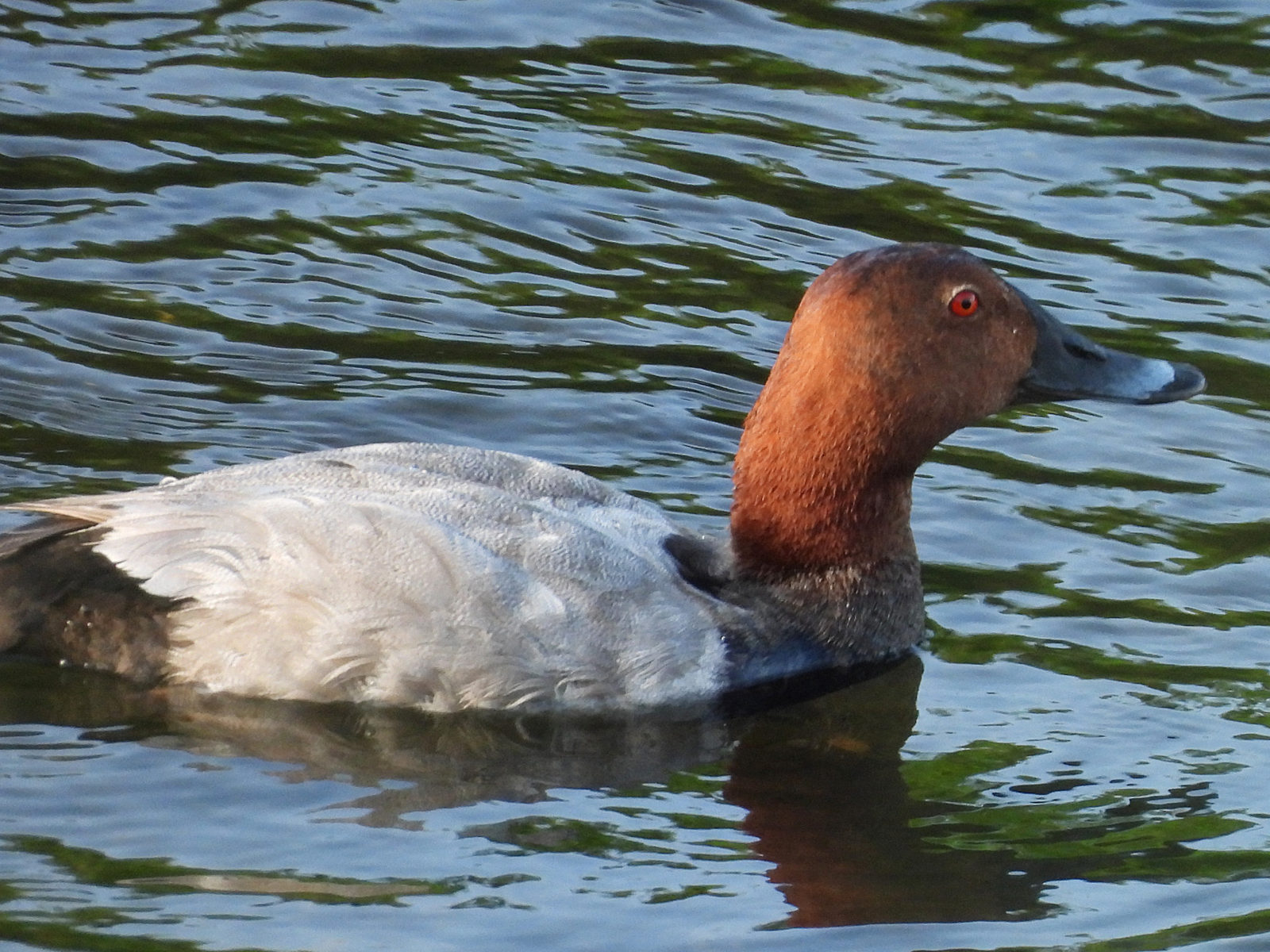 ホシハジロ雄右向き