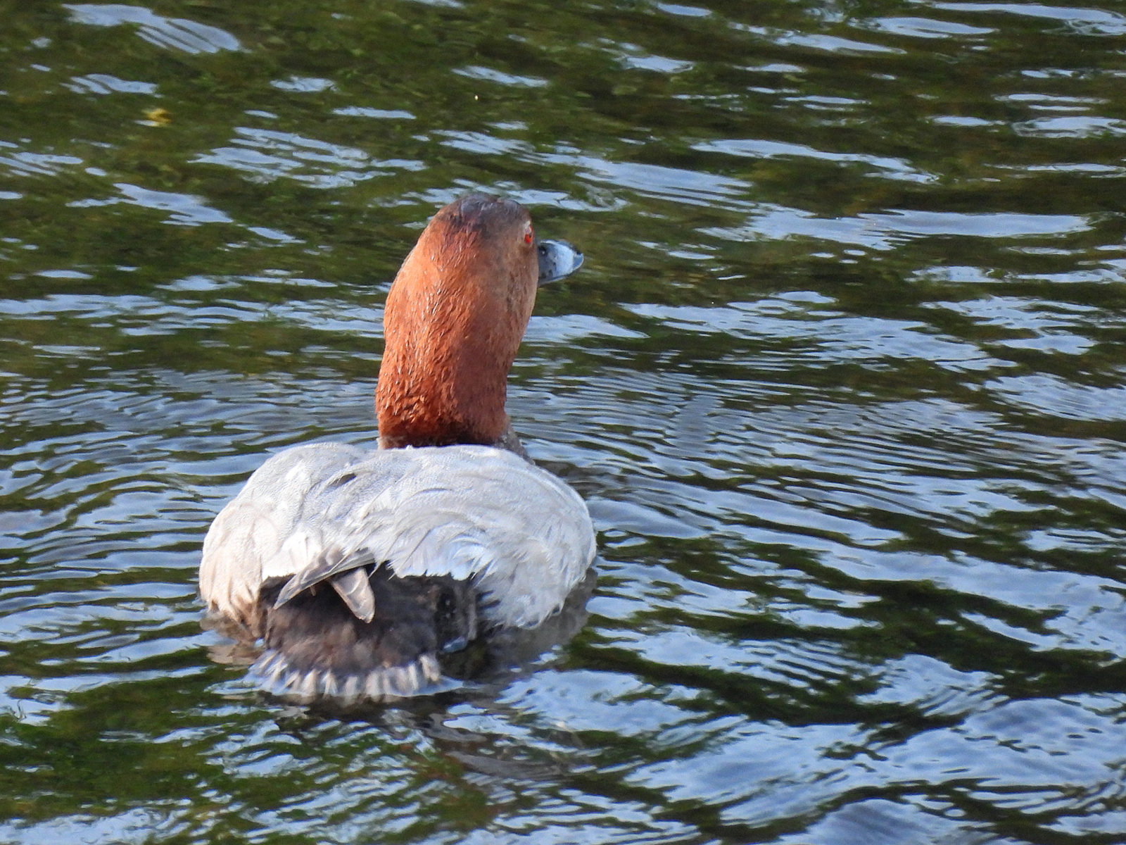ホシハジロ雄後ろむき