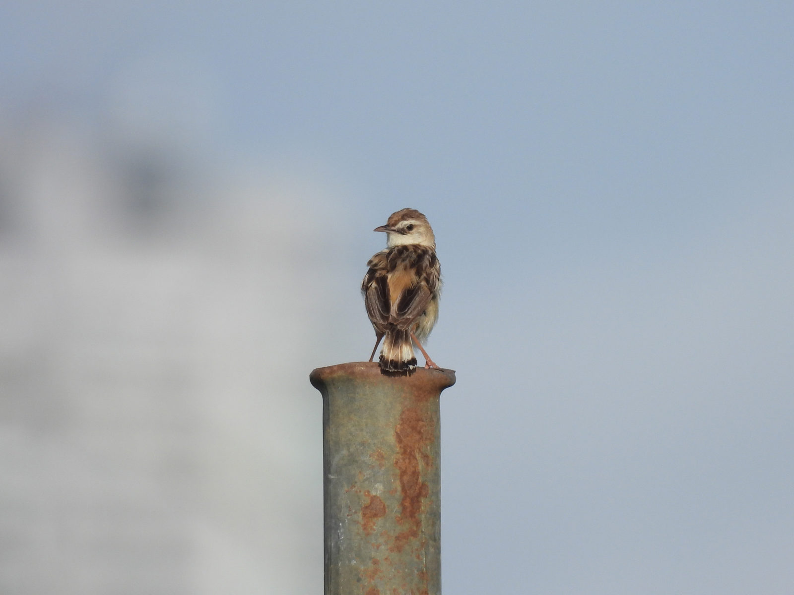 セッカ後ろ向き