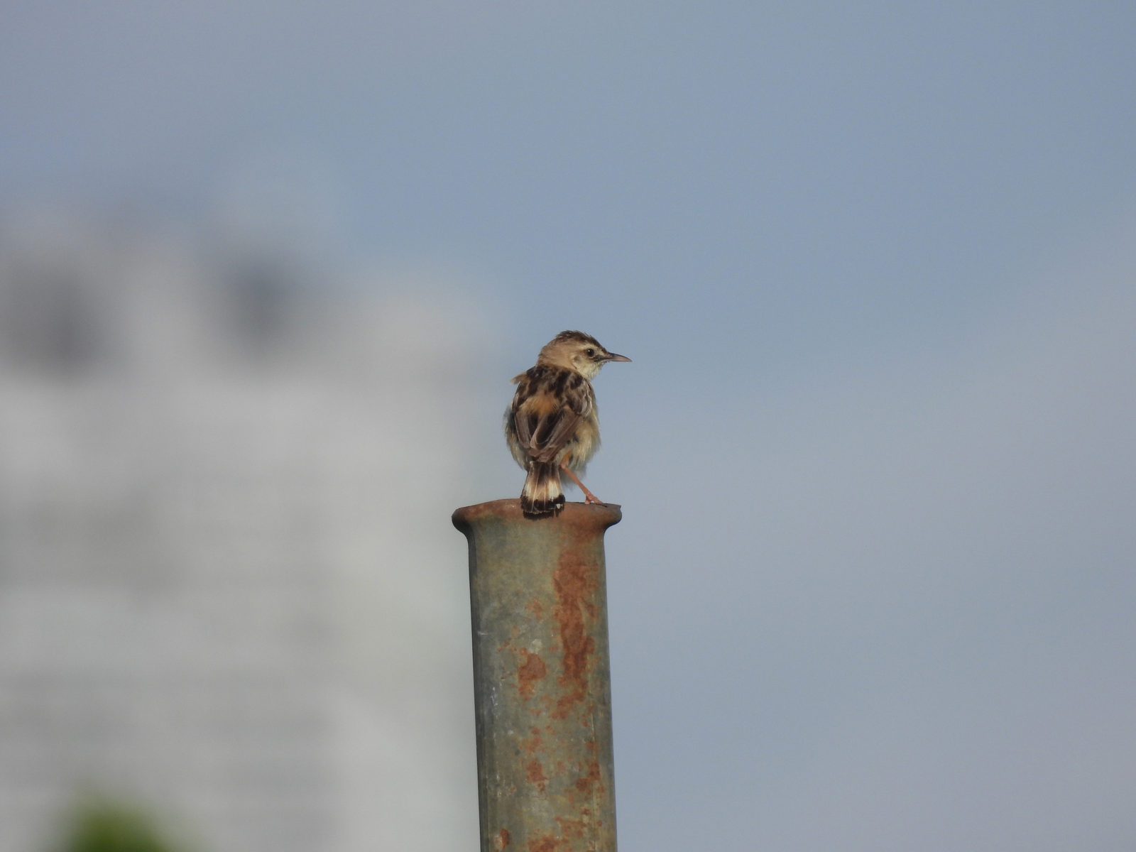 セッカ後ろ向き