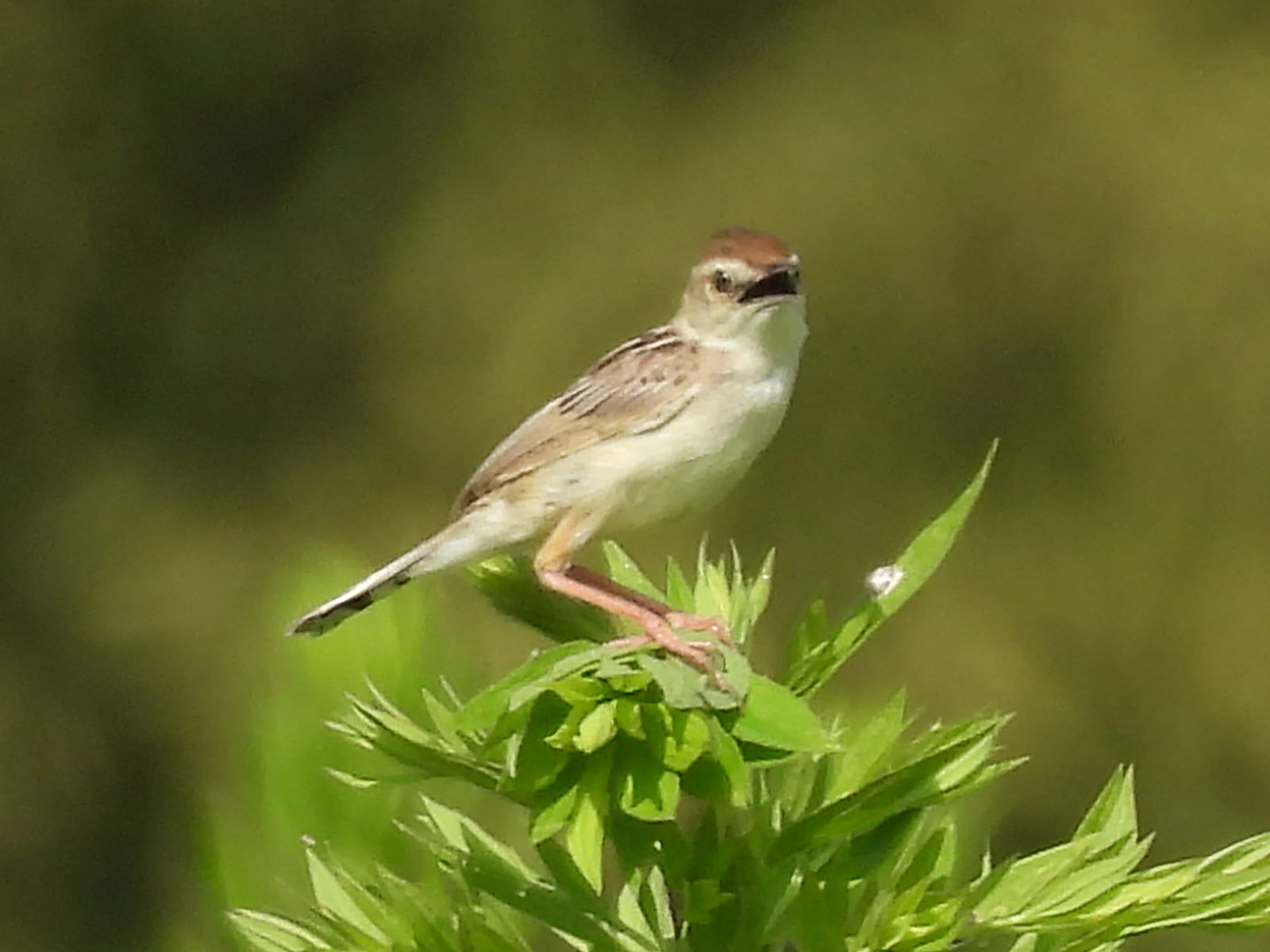 セッカ口の中黒