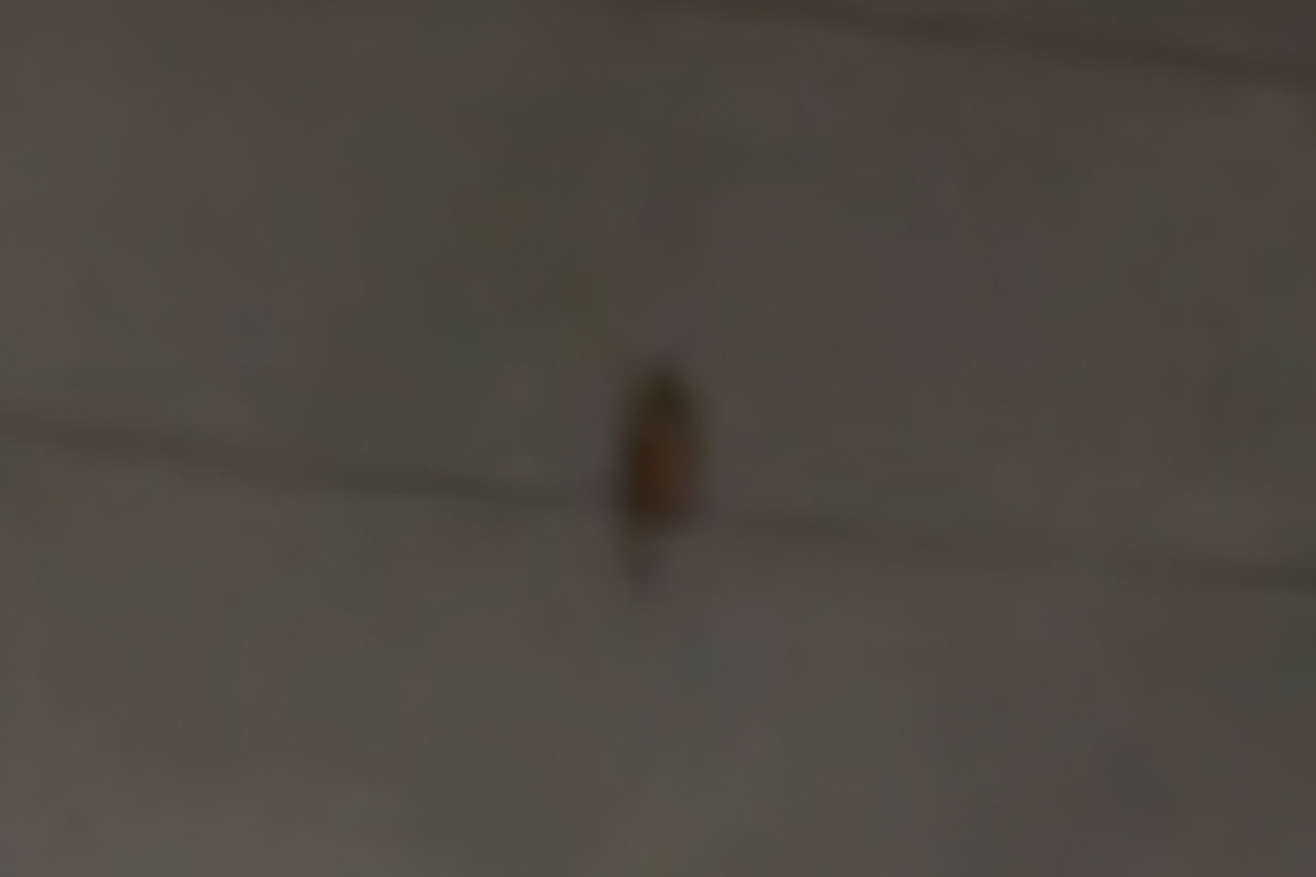 アオバズク記録