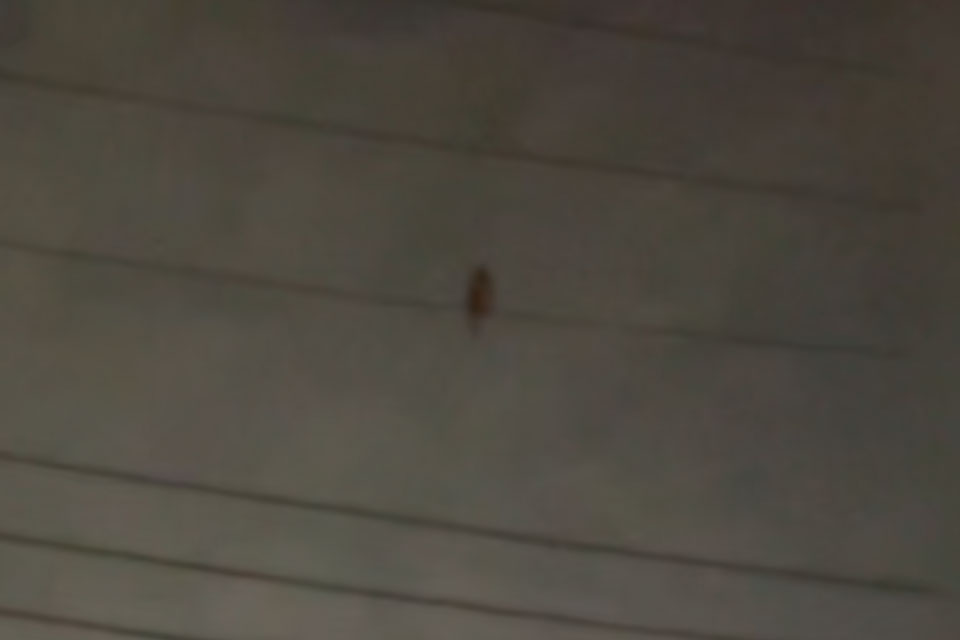 アオバズク記録