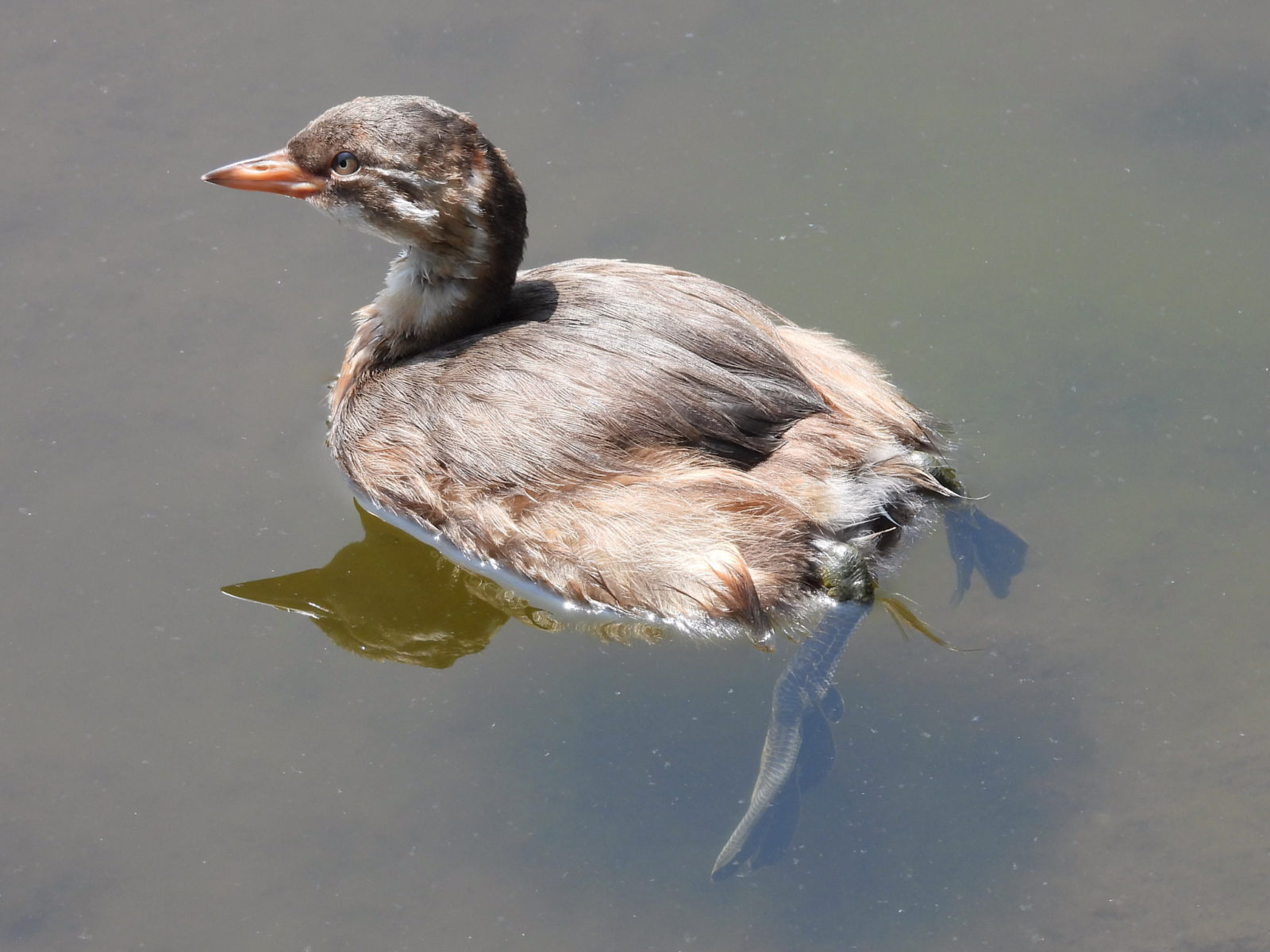 カイツブリ幼鳥