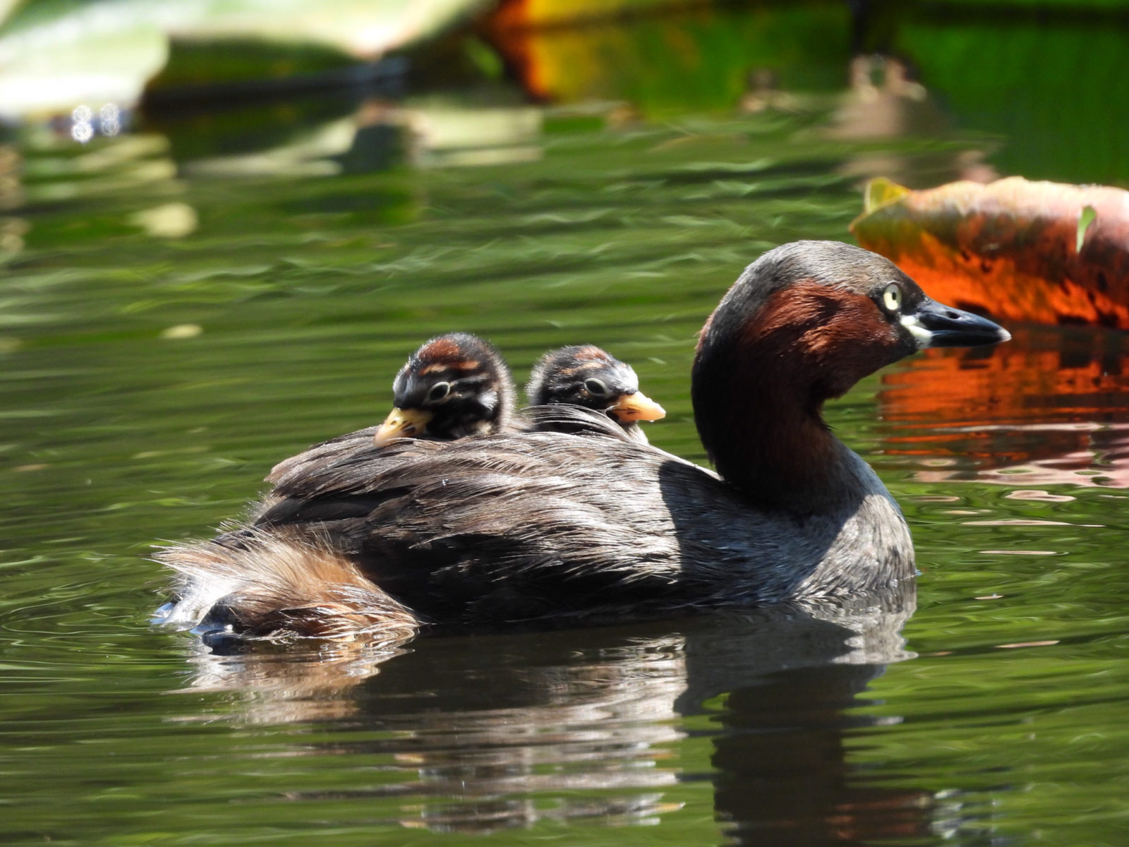 カイツブリ親子