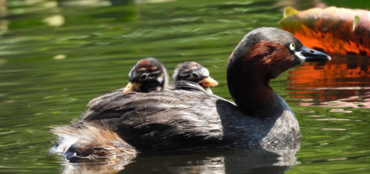 カイツブリ親子